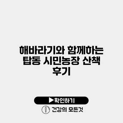 해바라기와 함께하는 탑동 시민농장 산책 후기