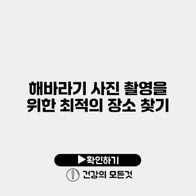 해바라기 사진 촬영을 위한 최적의 장소 찾기